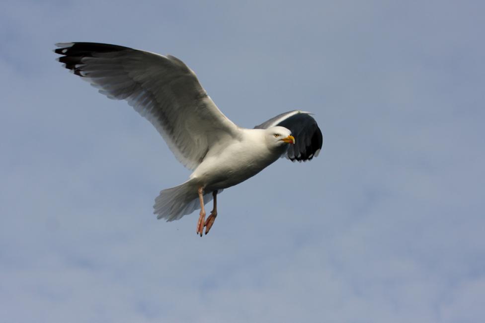 El vuelo de la gaviota